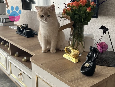 Mia için eş arıyorum