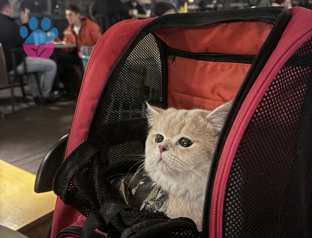 Mia için eş arıyorum