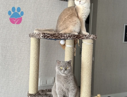 Mia için eş arıyorum