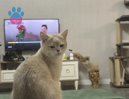 Mia için eş arıyorum