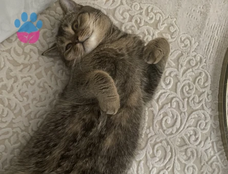 Oğluma eş arıyorum