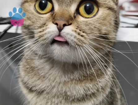 British Shorthair 1 Yaşında Kedime Erkek  Eş Arıyorıyorum