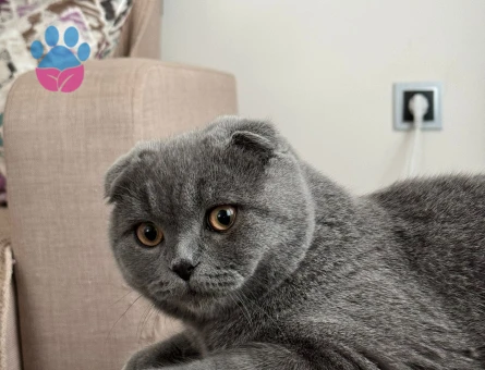 Scottish fold