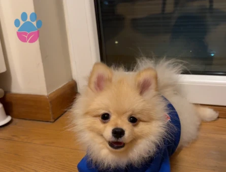 Erkek köpeğime dişi eş arıyorum 1 yaşında