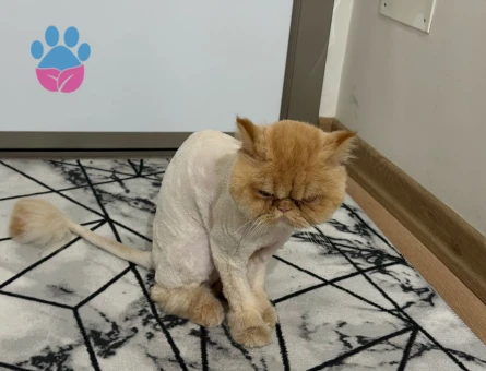 İran kedisi 2 yaşında