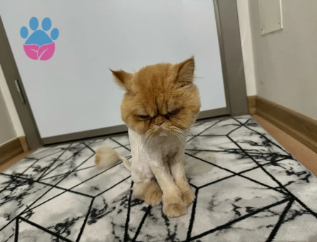 İran kedisi 2 yaşında