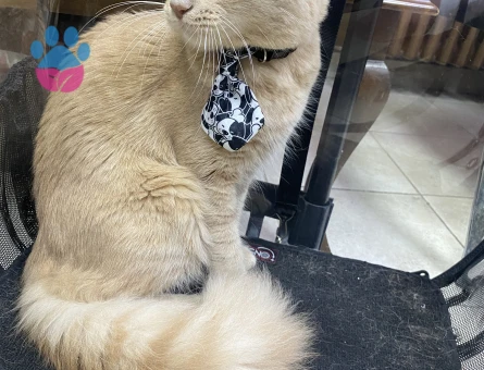 Gelinimizi arıyoruz