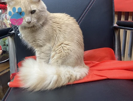 Gelinimizi arıyoruz