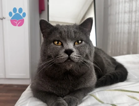 Oğluma eş arıyorum