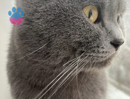 Oğluma eş arıyorum