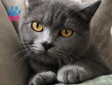 Oğluma eş arıyorum