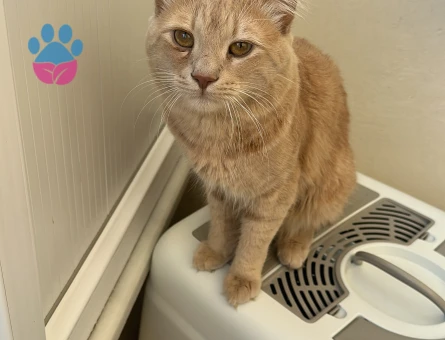 Gelinimizi arıyoruz