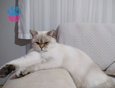British Shorthair 1 Yaşında Eş Arıyor