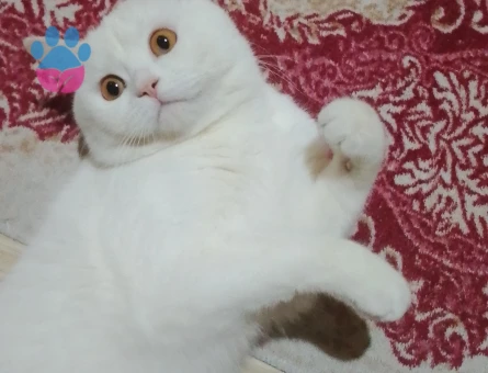 British Shorthair Kedime Eş Arıyorum