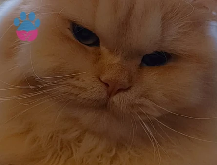 Brisitish Longhair 10 Aylık Eş Arıyorum