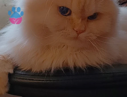 Brisitish Longhair 10 Aylık Eş Arıyorum