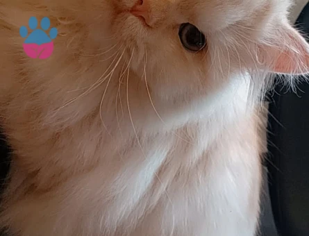 Brisitish Longhair 10 Aylık Eş Arıyorum