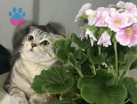 10 aylık scottish fold dişi kedi, kızgınlık döneminde