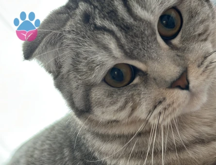 10 aylık scottish fold dişi kedi, kızgınlık döneminde