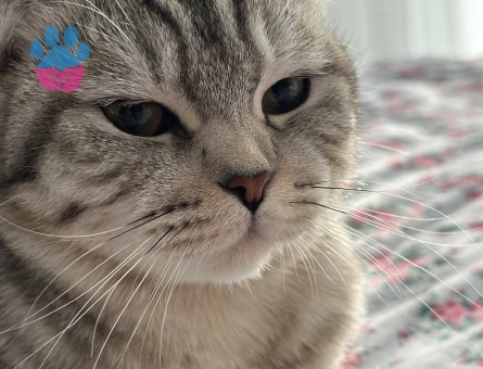 10 aylık scottish fold dişi kedi, kızgınlık döneminde