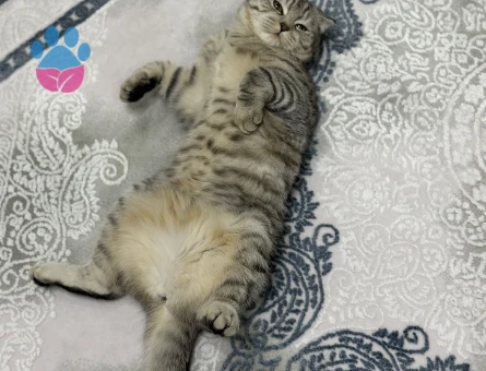10 aylık scottish fold dişi kedi, kızgınlık döneminde