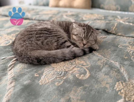 10 aylık scottish fold dişi kedi, kızgınlık döneminde