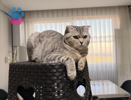 10 aylık scottish fold dişi kedi, kızgınlık döneminde