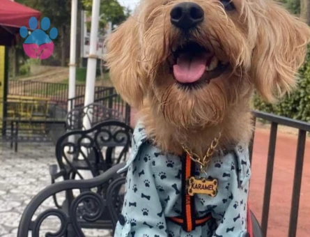 Maltipoo Oğlum kızgınlıkta