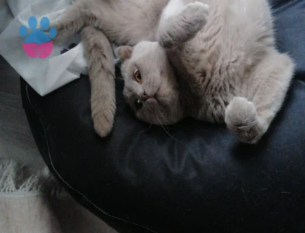 Yakışıklı Oğluma Gelin Adayı Arıyorum