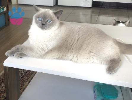 Kızımız mavişe damat arıyoruz