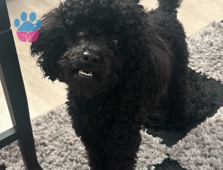 Toy Poodle Oğlumuz Zeytine Uygun Dişi Arıyoruz