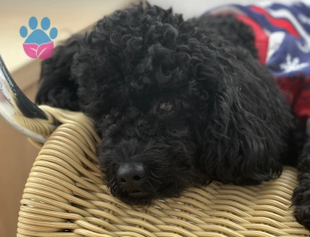 Toy Poodle Oğlumuz Zeytine Uygun Dişi Arıyoruz