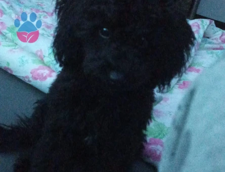 Toy Poodle Oğlumuz Zeytine Uygun Dişi Arıyoruz