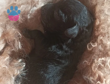 Toy Poodle Oğlumuz Zeytine Uygun Dişi Arıyoruz