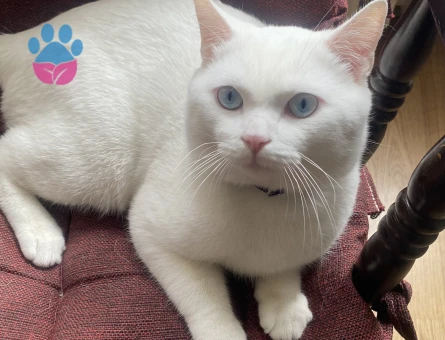 yakışıklı beyefendimize güzel bir hanımefendi arıyoruz