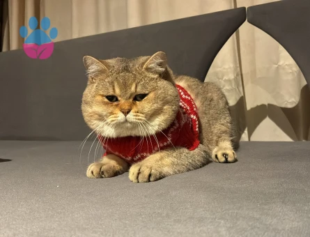 SAFKAN BRİTİSH SHORT HAİR - TOFİTA ERKEK KEDİMİZE DİŞİ EŞ ARIYORUZ