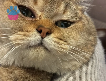 SAFKAN BRİTİSH SHORT HAİR - TOFİTA ERKEK KEDİMİZE DİŞİ EŞ ARIYORUZ