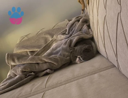 Exotic shorthair disi kedime eş arıyorum