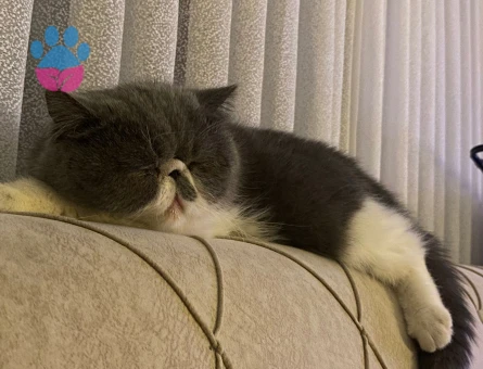 Exotic shorthair disi kedime eş arıyorum
