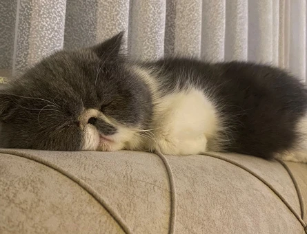 Exotic shorthair disi kedime eş arıyorum - 118982890