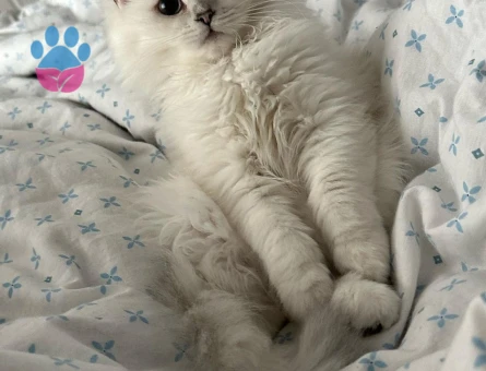 British Longhair Kızgınlıkla