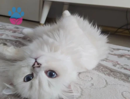 British Longhair Kızgınlıkla