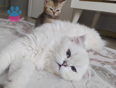 British Longhair Kızgınlıkla