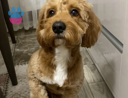 Maltipoo 1 Yaşında Dişi Eş Arıyoruz