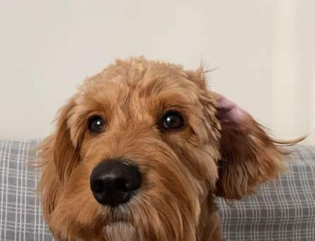 Maltipoo 1 Yaşında Dişi Eş Arıyoruz - 118965980