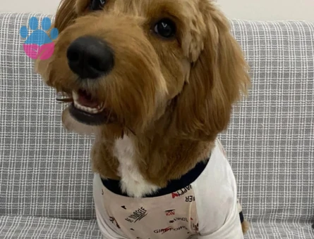 Maltipoo 1 Yaşında Dişi Eş Arıyoruz