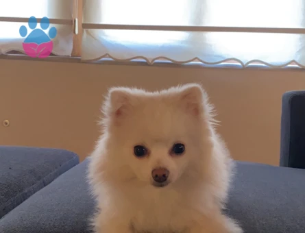 Pomeranian Boo Tilki Surat 1 Yaşında