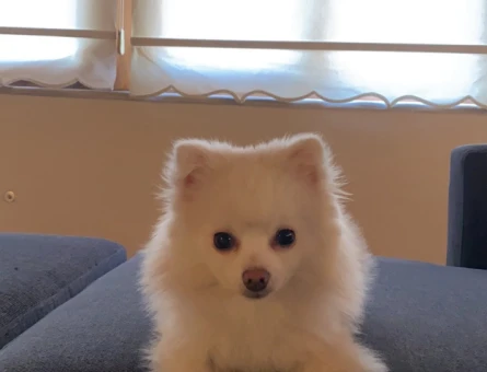 Pomeranian Boo Tilki Surat 1 Yaşında - 118965981