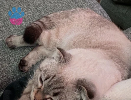 Scottish Fold Kızım Eş Arıyor