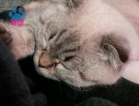 Scottish Fold Kızım Eş Arıyor